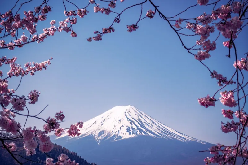 Cherry blossoms in Japan